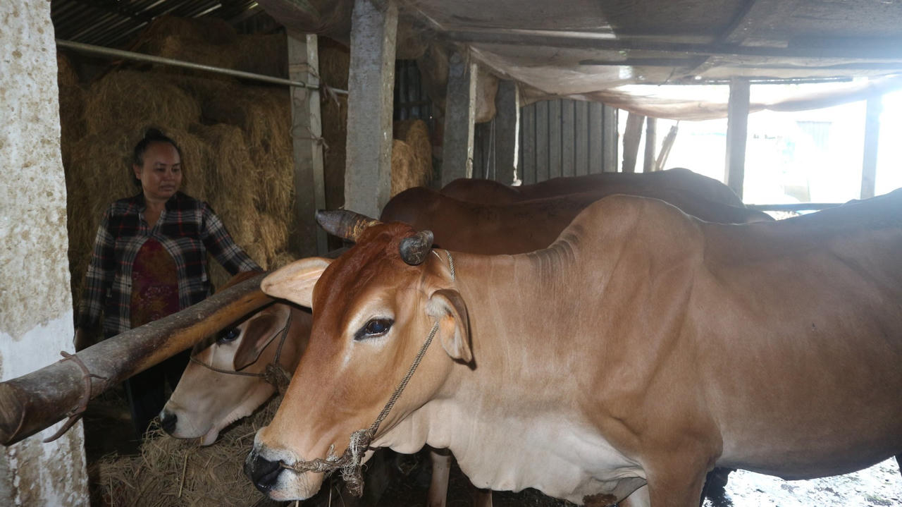 Sóc Trăng: Vốn vay NHCSXH “tiếp sức” mô hình kinh tế, giúp nhiều hộ gia đình người Khmer thoát nghèo