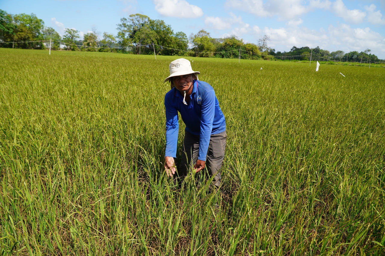 Tìm giải pháp 'trị bệnh' thiếu nước ở ĐBSCL 