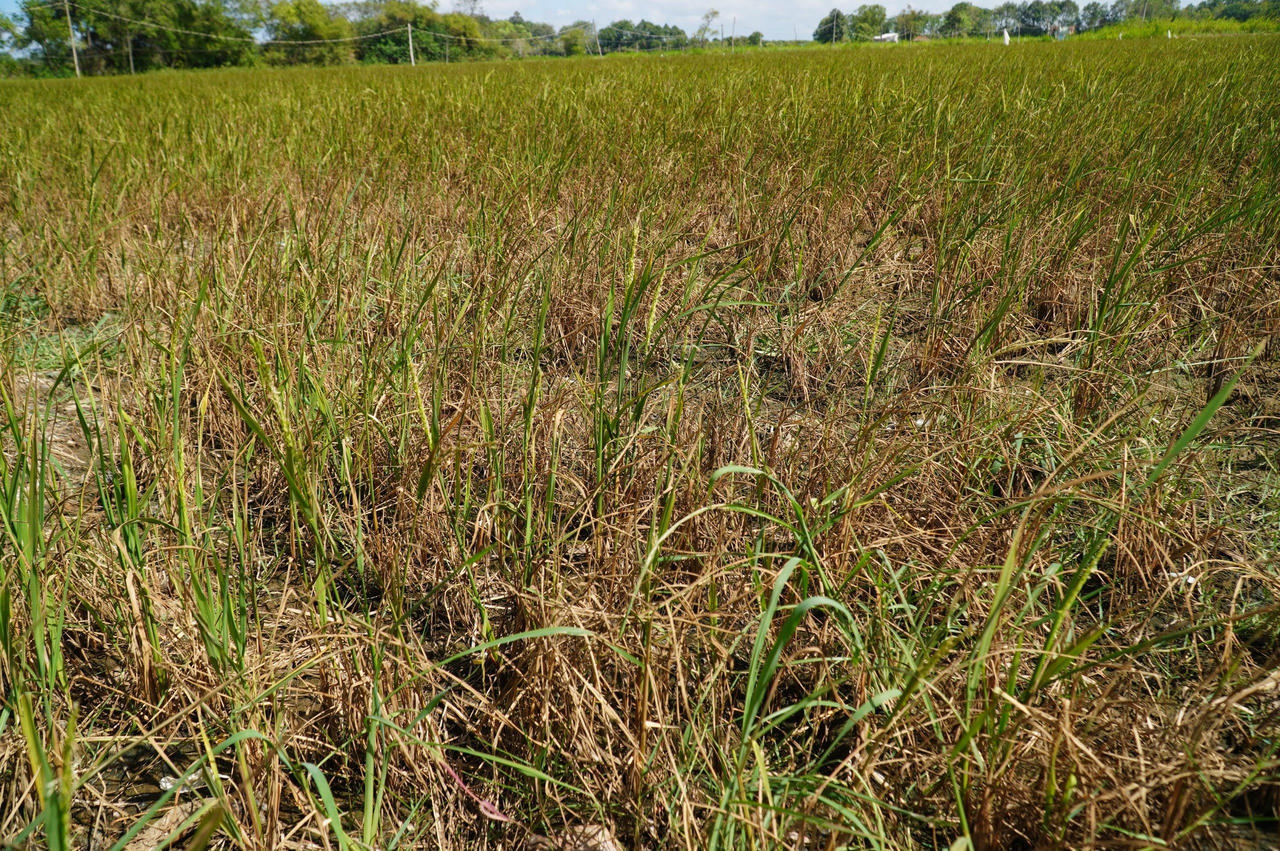 Tìm giải pháp 'trị bệnh' thiếu nước ở ĐBSCL 