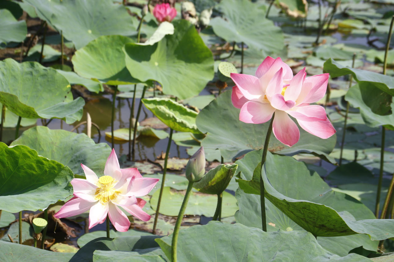 Đồng Tháp sẽ tổ chức Hội thảo khoa học cấp quốc tế về Sen 