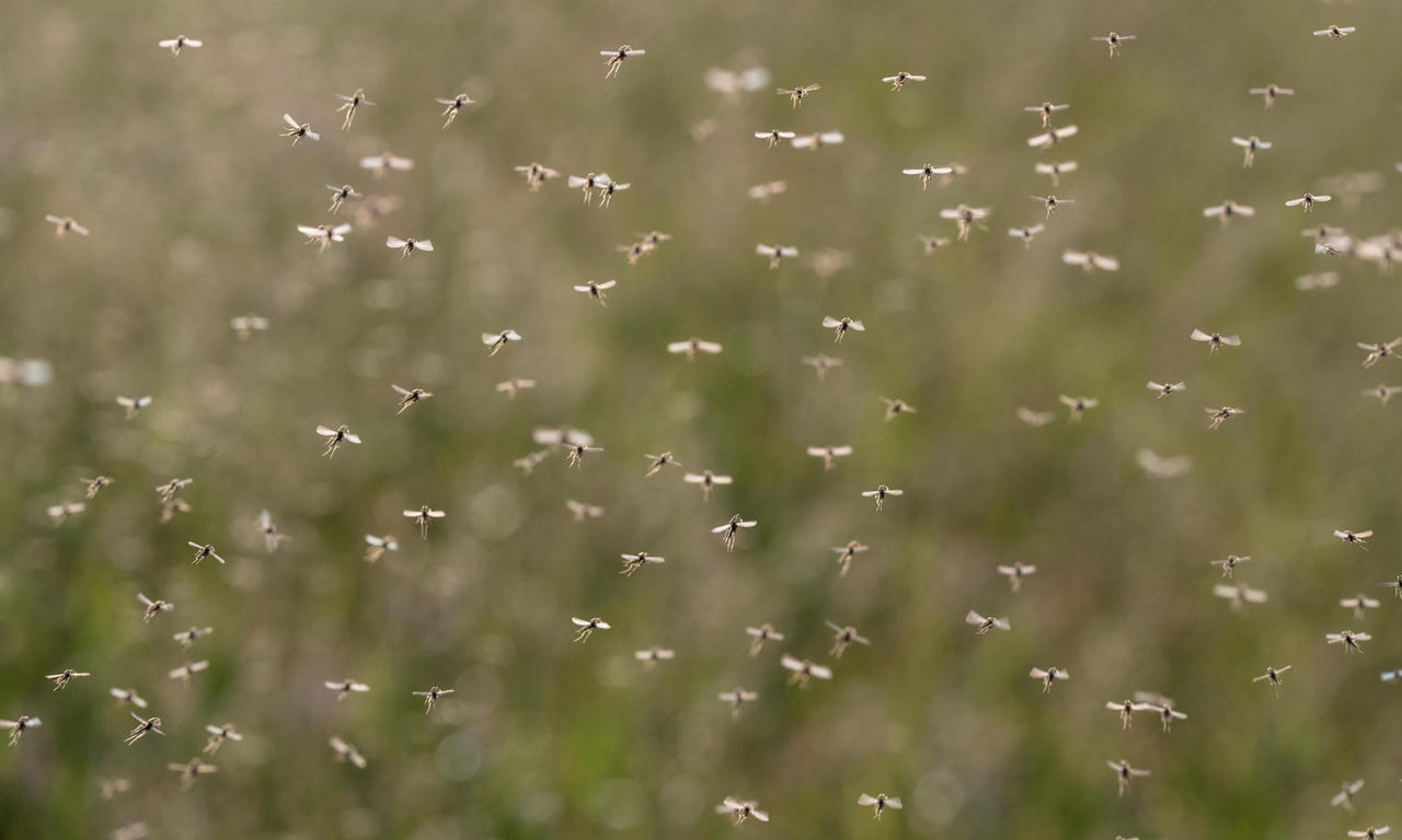 Ký sinh trùng sốt rét kháng thuốc lây lan mạnh mẽ khắp Đông Nam Á