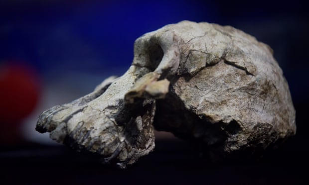 Phát hiện bất ngờ về tổ tiên loài người