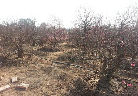 Đào Nhật Tân nở sớm, khách tấp nập xem, mua