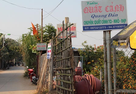 Cảnh người Hà Nội nhộn nhịp sắm đào, quất trưng Tết