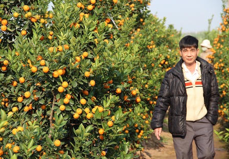 Cảnh người Hà Nội nhộn nhịp sắm đào, quất trưng Tết