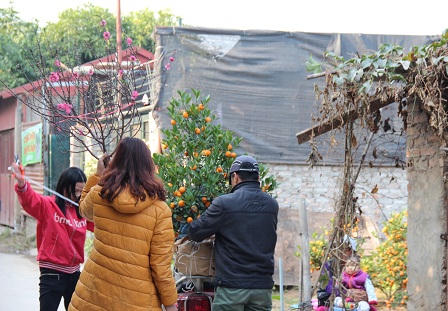 Cảnh người Hà Nội nhộn nhịp sắm đào, quất trưng Tết