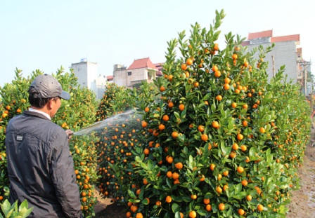 Người dân Tứ Liên lo quất đón Tết muộn