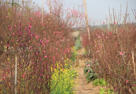 Cảnh người Hà Nội nhộn nhịp sắm đào, quất trưng Tết