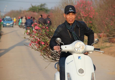 Cảnh người Hà Nội nhộn nhịp sắm đào, quất trưng Tết