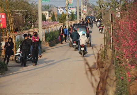 Cảnh người Hà Nội nhộn nhịp sắm đào, quất trưng Tết