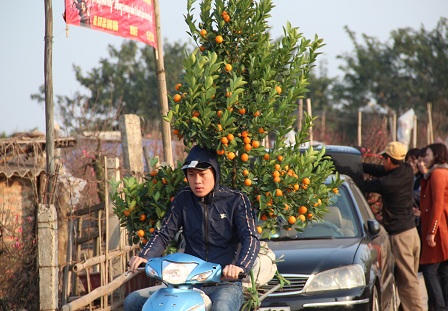 Cảnh người Hà Nội nhộn nhịp sắm đào, quất trưng Tết