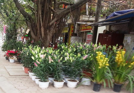 Đào, quất ế ẩm trong những ngày giáp Tết