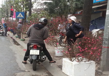 Đào, quất ế ẩm trong những ngày giáp Tết