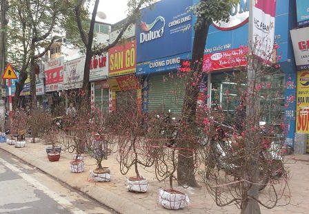 Đào, quất ế ẩm trong những ngày giáp Tết