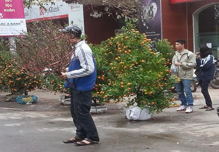 Đào, quất ế ẩm trong những ngày giáp Tết