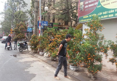 Đào, quất ế ẩm trong những ngày giáp Tết