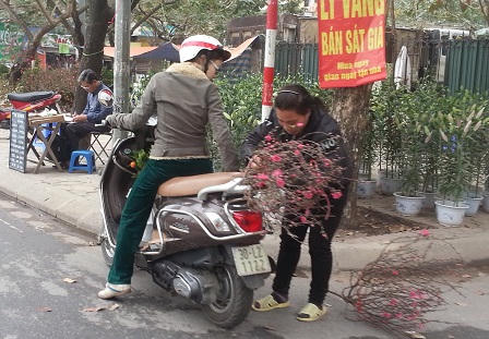 Đào, quất ế ẩm trong những ngày giáp Tết