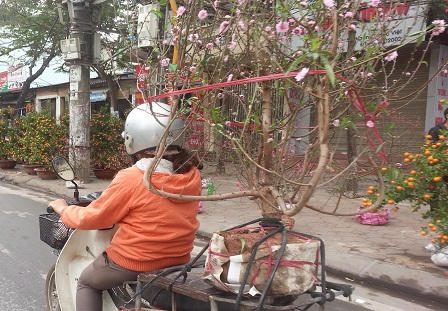 Đào, quất ế ẩm trong những ngày giáp Tết