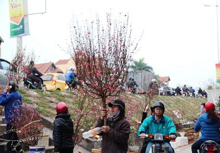 Rừng người đi chợ hoa Tây Hồ sắm Tết