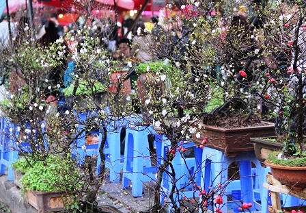 Rừng người đi chợ hoa Tây Hồ sắm Tết