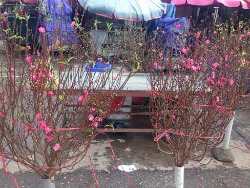 Ngắm hoa đào Nhật Tân khoe sắc trên phố