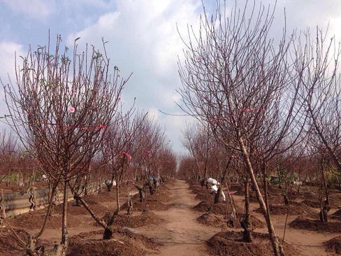 Ngắm hoa đào Nhật Tân khoe sắc trên phố