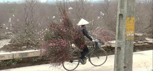 Ngắm hoa đào Nhật Tân khoe sắc trên phố