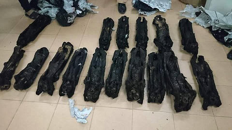 Phát hiện 20 cá thể linh trưởng được vận chuyển trái phép