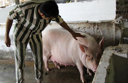 Tết ấm áp ở trại giam "thâm sơn cùng cốc"