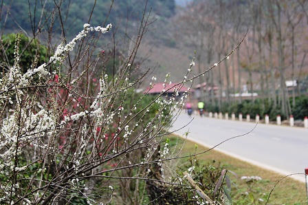 “Lạc bước trong rừng hoa Tây Bắc“