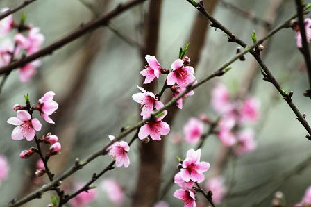 “Lạc bước trong rừng hoa Tây Bắc“