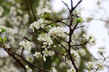 “Lạc bước trong rừng hoa Tây Bắc“