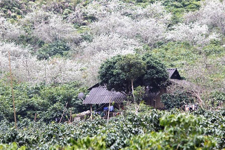 “Lạc bước trong rừng hoa Tây Bắc“