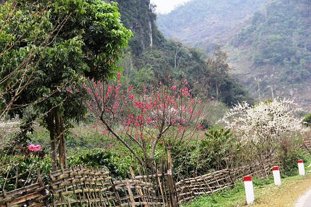 “Lạc bước trong rừng hoa Tây Bắc“