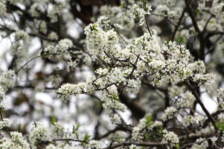 “Lạc bước trong rừng hoa Tây Bắc“