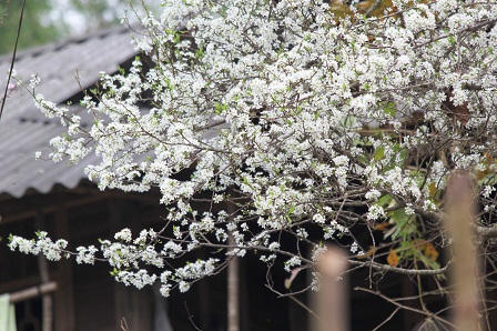 “Lạc bước trong rừng hoa Tây Bắc“