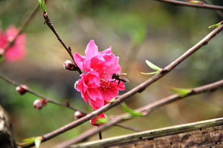 “Lạc bước trong rừng hoa Tây Bắc“