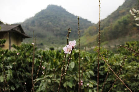 “Lạc bước trong rừng hoa Tây Bắc“