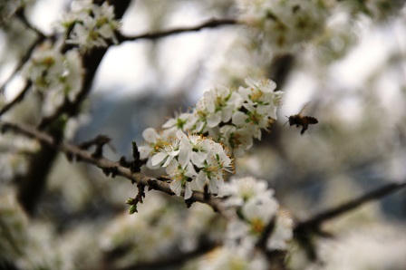 “Lạc bước trong rừng hoa Tây Bắc“