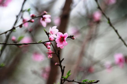 “Lạc bước trong rừng hoa Tây Bắc“