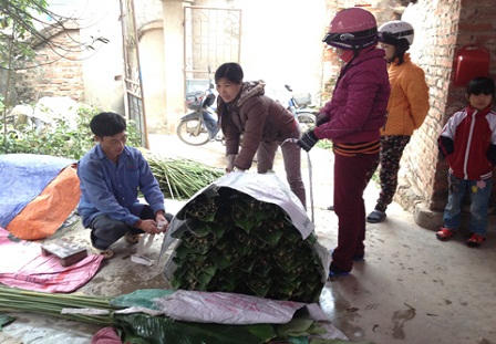 Người dân Tràng Cát hối hả thu hoạch lá dong phục vụ Tết