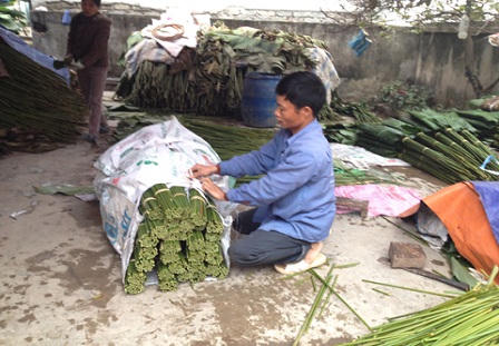 Người dân Tràng Cát hối hả thu hoạch lá dong phục vụ Tết