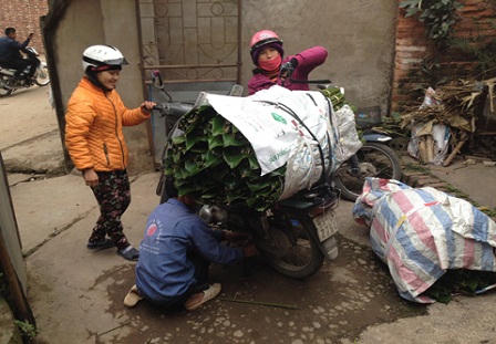 Người dân Tràng Cát hối hả thu hoạch lá dong phục vụ Tết