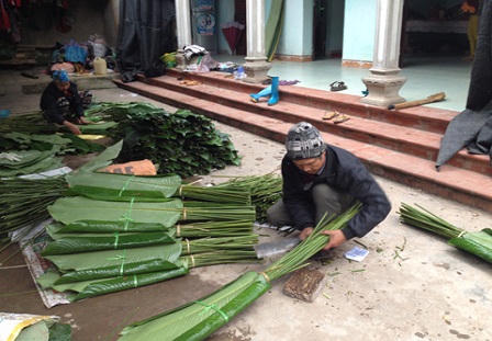 Người dân Tràng Cát hối hả thu hoạch lá dong phục vụ Tết
