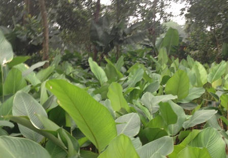 Người dân Tràng Cát hối hả thu hoạch lá dong phục vụ Tết