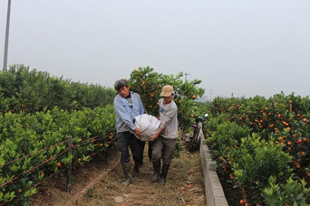 Vùng quất Mễ Sở đón Tết trong bội thu