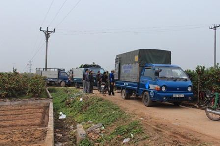 Vùng quất Mễ Sở đón Tết trong bội thu