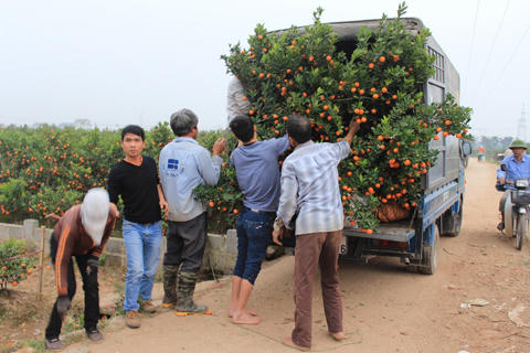 Vùng quất Mễ Sở đón Tết trong bội thu