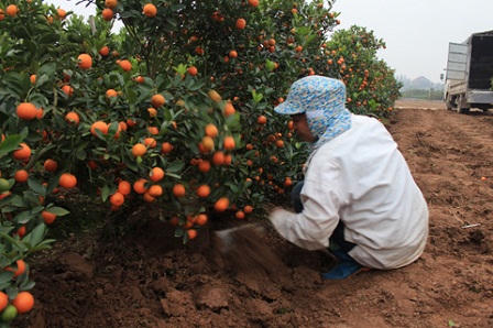 Vùng quất Mễ Sở đón Tết trong bội thu