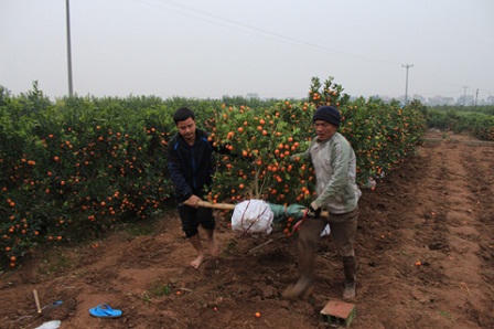 Vùng quất Mễ Sở đón Tết trong bội thu